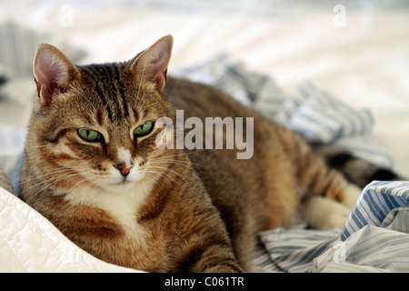 Tabby Katze (Felis catus), in Ungemacht Eigentümer Bett lag. Stockfoto