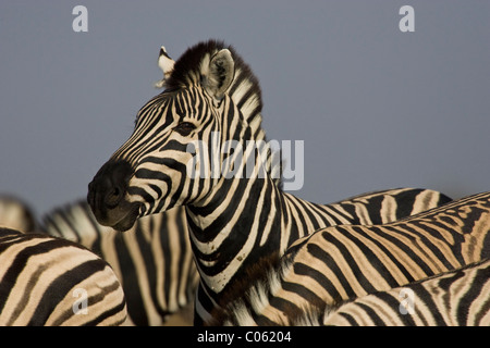 Zebra-Portrait, Etosha Nationalpark, Namibia. Stockfoto