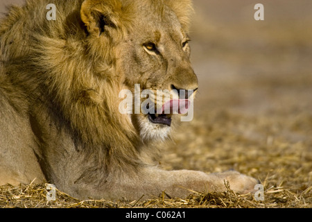 Männlicher Löwe, leckte sich die Lippen, Etosha Nationalpark, Namibia Stockfoto