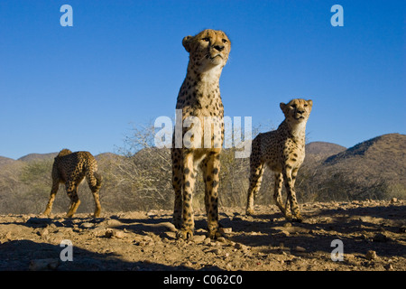 Low Angle Gepard, Khomas Hochland, Namibia Stockfoto