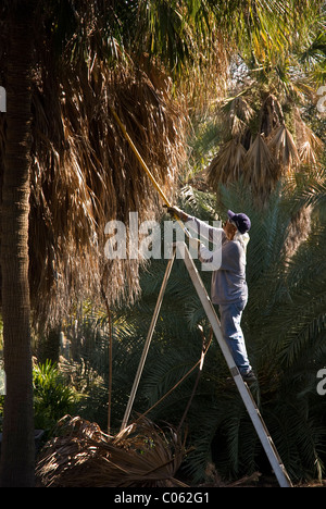 Ein Gärtner entfernt alte Wachstum eine Gelee-Palme (Butia Capitata) in Huntington Botanic Gardens, Santa Monica, USA Stockfoto