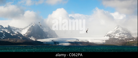 Wanderalbatros fliegen über der Bucht der Inseln mit Salisbury Plain-Gletscher im Hintergrund. Süd-Georgien, Südatlantik. Stockfoto