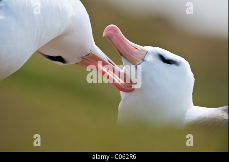 Black-browed Albatross putzen an Zucht Kolonie, Saunders Island, Falkland-Inseln, Süd-Atlantik. Stockfoto