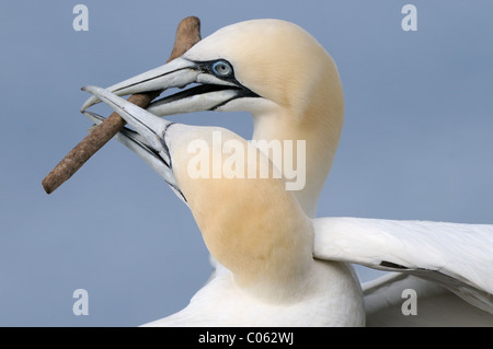 Zwei Basstölpeln Spiel mit Stick auf Bass Rock, Firth of Forth, Schottland Stockfoto