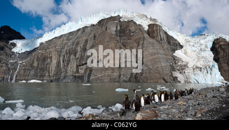 Königspinguine auf Brutkolonie. Gold Harbour, Südgeorgien, Süd-Atlantik. Stockfoto