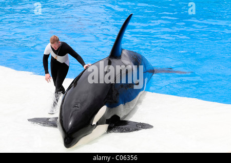 Ausgebildeten Orca oder Schwertwal (Orcinus Orca), Shamu Stadium, SeaWorld, San Diego, Kalifornien, USA Stockfoto