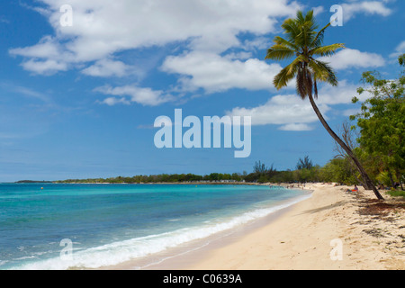 Palme am Strand Anse du Souffleur, Port-Louis, Grande-Terre, Guadeloupe Insel, Französische Antillen, kleine Antillen Stockfoto