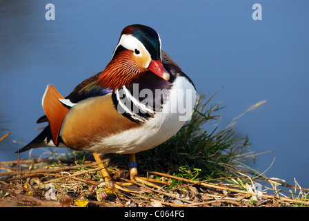 Männliche Mandarinente (Aix Galericulata) am Ufer des Teiches Stockfoto