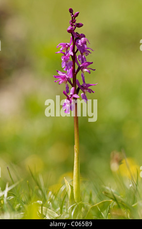 Frühe lila Orchidee (Orchis Mascula) Stockfoto