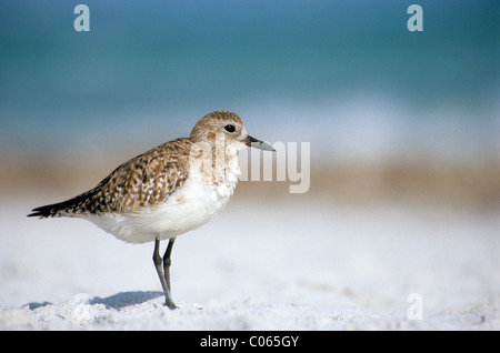 Grey Plover oder schwarzbäuchigen Regenpfeifer (Pluvialis Squatarola) Stockfoto