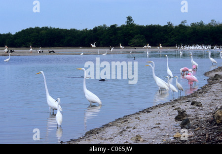 Silberreiher (Casmerodius Albus), Snowy Silberreiher (Egretta unaufger) und rosige Löffler (Ajaia Ajaia) Stockfoto