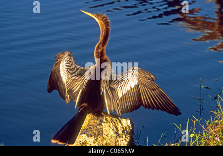 Snakebird, Darter, amerikanische Darter oder Wasser Türkei (Anhinga Anhinga) Stockfoto