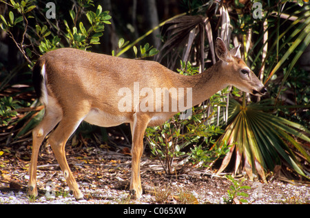 Key-Hirsch (Odocoileus Virginianus Clavium) Stockfoto