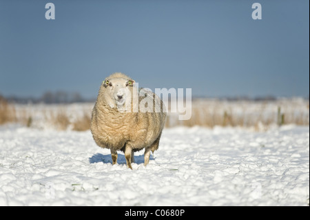 Schafe weiden im Winter in Amersfoort, Niederlande Stockfoto