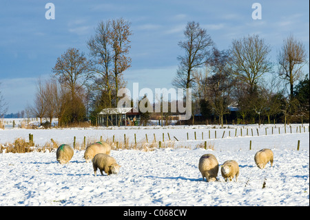 Schafe weiden im Winter in Amersfoort, Niederlande Stockfoto