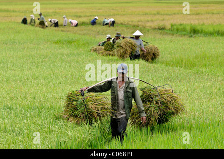 Arbeiter ernten von Reis, Ballen mit Reis, Vietnam, Asien Stockfoto