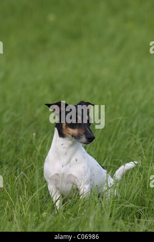 Jack Russell Terrier sitzend Stockfoto