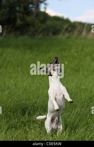 Jumping Jack-Russell-Terrier Stockfoto