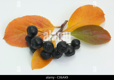 Schwarze Apfelbeere (Aronia Melanocarpa var. Melanocarpa). Zweig mit reifen Früchten und Blättern in herbstlichen Farben Stockfoto