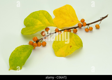 Amerikanische Bittersweet (Celastrus Scandens), Zweig mit Beeren und Blätter im Herbst Farben Stockfoto