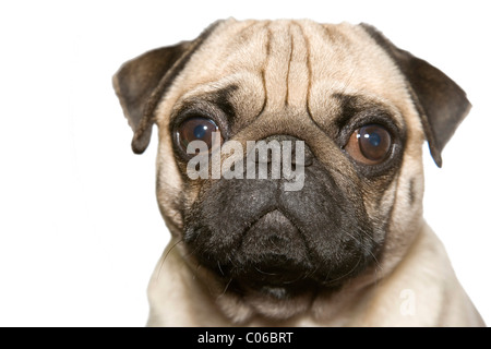 Mops, portrait Stockfoto