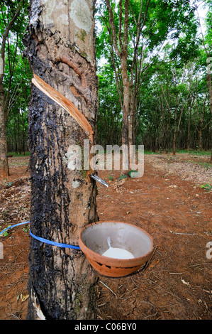 Gummibaum, Kautschuk Produktion, Vietnam, Asien Stockfoto