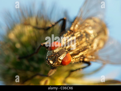 Schmeißfliege (Polenia Spec.) Stockfoto