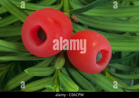 Eiben, englische Eibe (Taxus Baccata), Unterseite der Zweig mit sogenannten Beeren. Stockfoto