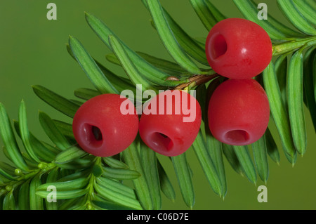 Eiben, englische Eibe (Taxus Baccata), Unterseite der Zweig mit sogenannten Beeren. Stockfoto