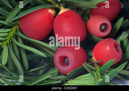 Eiben, englische Eibe (Taxus Baccata), Unterseite der Zweig mit sogenannten Beeren. Stockfoto