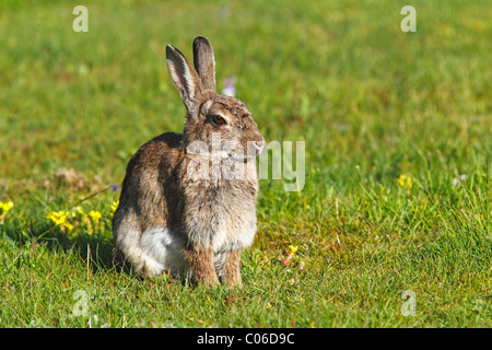Europäischen Kaninchen (Oryctolagus Cuniculus) Stockfoto