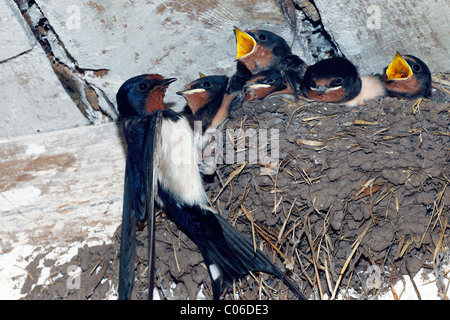 Junge Rauchschwalbe (Hirundo Rustica), Altvogel Fütterung Küken in einem Nest unter dem Dach der Scheune Stockfoto