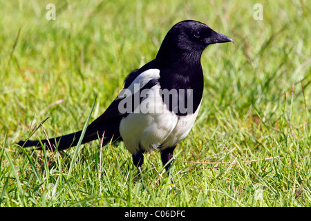 Schwarz-billed Elster (Pica Pica) Stockfoto