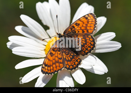 Weibliche Glanville Fritillary (Melitaea Cinxia), Schmetterling sitzt auf bloomin Ochsen-Auge-Daisy (Leucanthemum Vulgare) Stockfoto