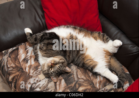 Eine große inländische Tabby Katze, gestreckt, und schlafend auf seiner Decke. Stockfoto