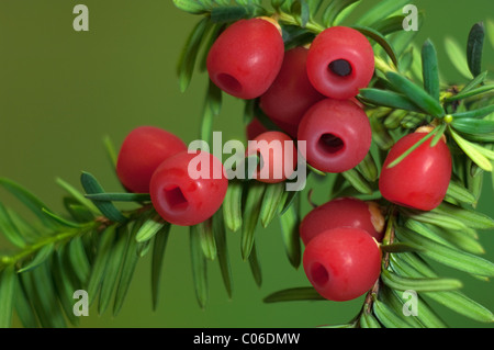 Eiben, englische Eibe (Taxus Baccata), Unterseite der Zweig mit sogenannten Beeren. Stockfoto