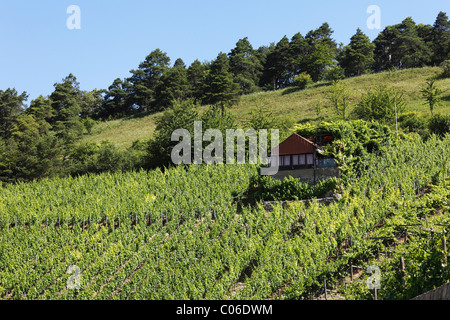 Wein-Erzeuger Hütte in einem Weinberg, Benediktusberg in der Nähe von Retzbach, Mainfranken, Unterfranken, Franken, Bayern Stockfoto