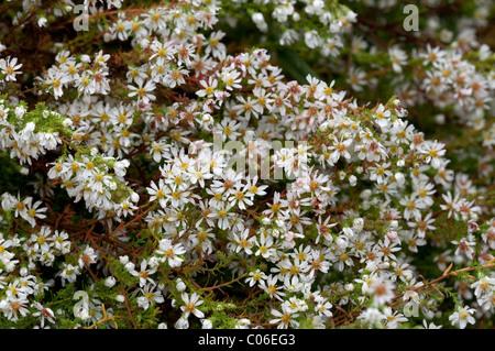 Heide-Aster (Aster Ericoides Schneegitter, Aster Pringlei Schneegitter), Blumen. Stockfoto