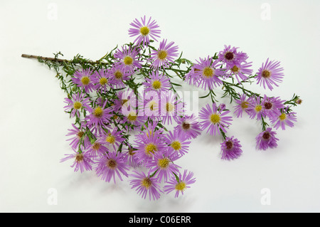 Heide-Aster (Aster Ericoides Pink Star, Aster Pringlei Pink Star). Blühender Zweig, Studio Bild vor einem weißen Hintergrund. Stockfoto