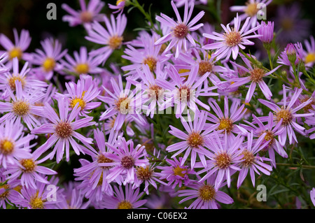 Heide-Aster (Aster Ericoides Pink Star, Aster Pringlei Pink Star), Blumen. Stockfoto