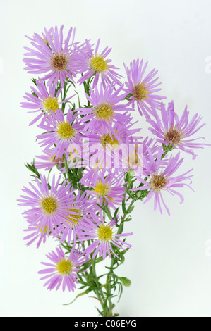 Heide-Aster (Aster Ericoides Pink Star, Aster Pringlei Pink Star). Blühender Zweig, Studio Bild vor einem weißen Hintergrund. Stockfoto