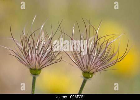 Schwarze Pasquenblüte (Pulsatilla pratensis subsp. Nigricans) kurz vor Fruchtreife, Triestingtal, Niederösterreich Stockfoto