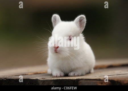 junge Kaninchen Stockfoto