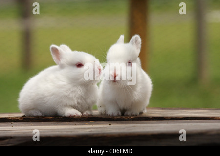 junge Kaninchen Stockfoto