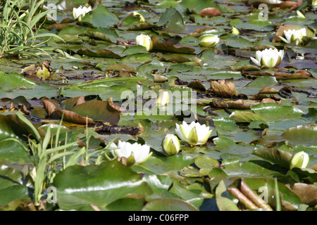 Water Lily weißen Blüten auf dem See Stockfoto
