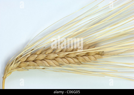 6-reihig Gerste (Hordeum Vulgare F. Hexastichon), close-up der reif Ohr. Studio Bild vor einem weißen Hintergrund. Stockfoto