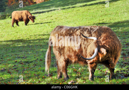 Zwei schottischen Hochlandrinder Weiden in einem Feld an einem sonnigen Tag. Profil-Bild. Stockfoto