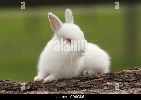 junge Kaninchen Stockfoto