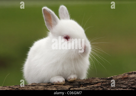 junge Kaninchen Stockfoto