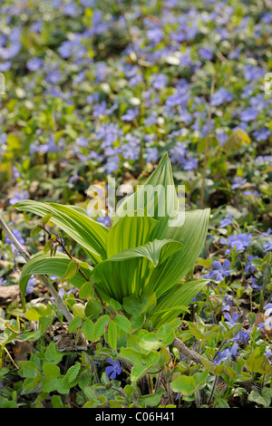 Falsche Waldvöglein, Weißer Germer (Veratrum album), Triestingtal Tal, Lower Austria, Austria, Europa Stockfoto